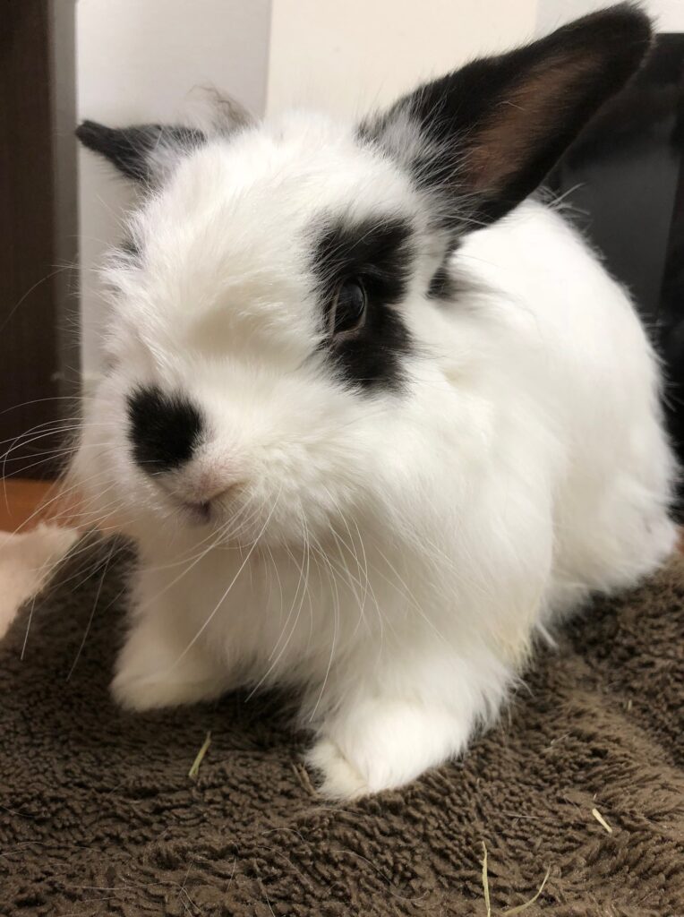 お鼻がハート柄のうさぎ、パム