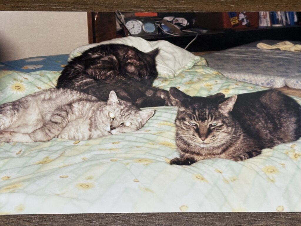 3匹の猫たち(手前からクル、ルク、クク)